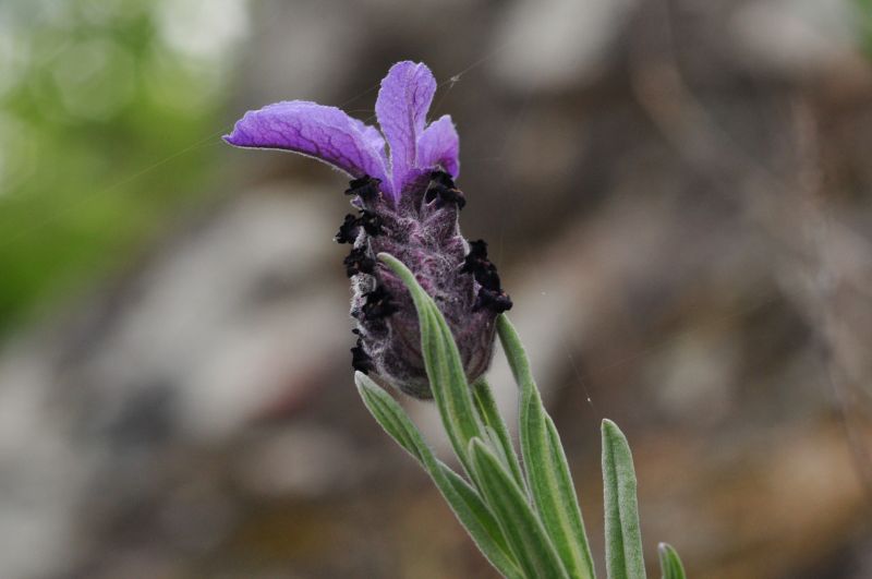 Lavandula stoechas, lavanda selvatica